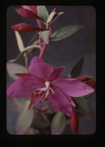 Image: Epilobium angustifolium, fire weed, 4 [Chamaenerion latifolium]
