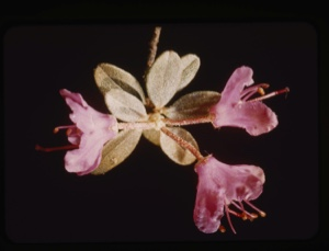 Image of pink flowers