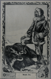 Image of Man with foot on dead  Musk Ox 