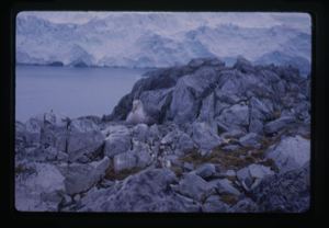 Image of Wandering albatross? sitting on rocks