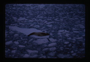 Image of Seal on drift ice
