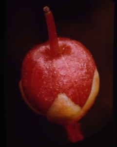 Image of Cassiope tetrgona, fruit