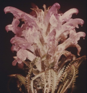 Image: Pedicularis arctica, lousewort