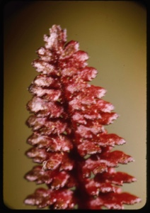 Image of Pedicularis leaf