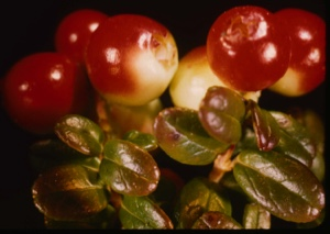 Image of Vaccinium vitis-idaea.