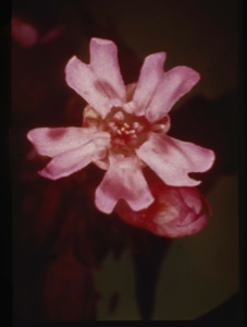 Image of Pink flower.