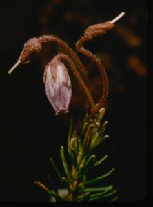 Image of Phyllodoce caerulea, Mountain Heath.