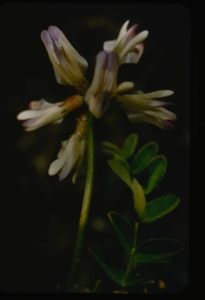 Image of Astragalus.