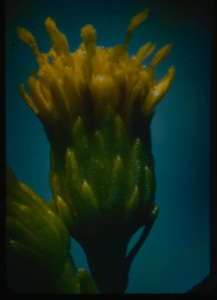 Image of Solidago sempenium [?], flower bud opening.