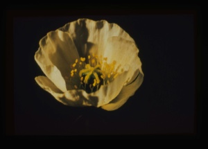 Image: Papaver radicatum, Poppy