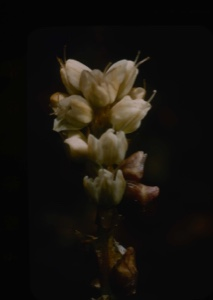 Image: Polygonum viviparum, alpine biswort -