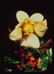 Image of Dryas integrifolia, Arctic rose