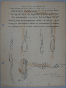 Image: Drawing: Knots used by Polar Eskimos