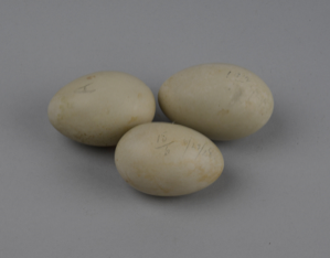 Image of Eider Eggs
