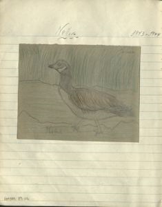 Image of nellik [Canada goose]