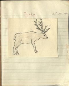 Image of tuktu [caribou]