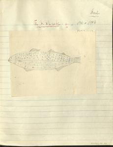 Image of ekaluk [trout or char]