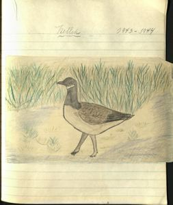Image of nellik [Canada goose]