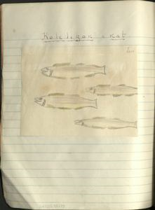 Image of koleligak [whitefish]