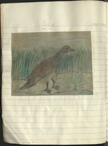 Image of nellik [Canada goose?]