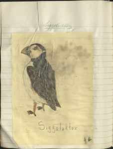 Image of siggoluktok [puffin]