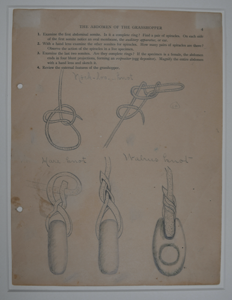 Image of Five knots (drawing)