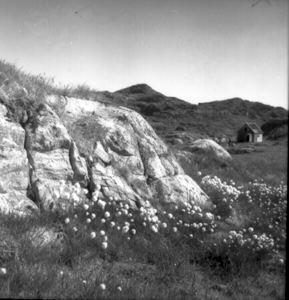 Image of Cotton Grass, Lichtenfels