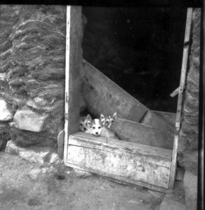 Image: Three little dogs in igloo [iglu] door, Nugatsiak