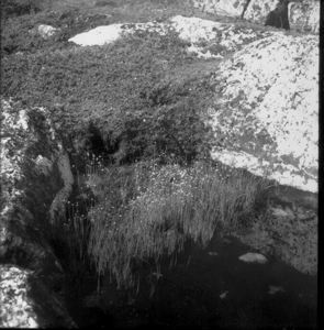Image of Eriophorum in pond, Battle Harbor