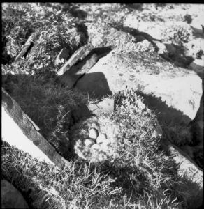 Image of Eider nest, Twin Glacier