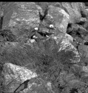 Image: Poppies in boulders, Etah