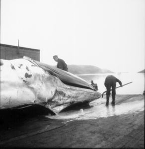 Image of Whale cutting up, at Hawk Harbor