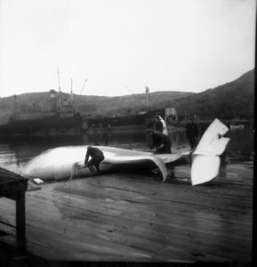 Image of Whale processing, at Hawk Harbor