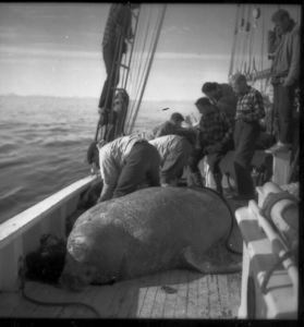 Image: Crew and walrus
