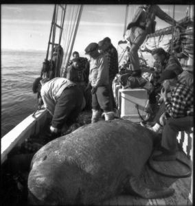 Image: Crew and walrus
