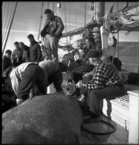 Image of Crew and walrus