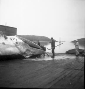 Image of Whale processing, at Hawk Harbor
