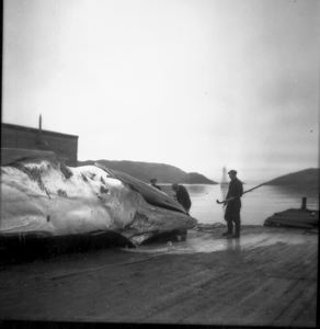 Image: Whale processing, at Hawk Harbor