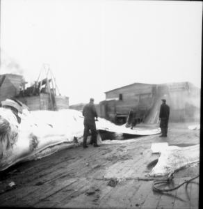 Image: Whale processing, at Hawk Harbor