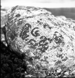 Image of Rocks with lichen, Torngat Mt.