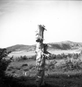 Image: Boulder and big tree [stump], Lord's Arm
