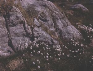 Image: cotton grass by sun-warmed boulder.