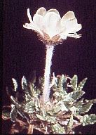 Image of Cerastium alpinum. alpine or mouse-eared chickweed