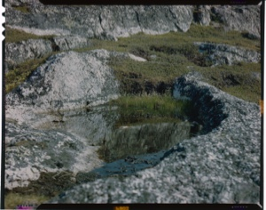 Image of Black crowberry (Empetrom nigrum) above a pool with Arctic cottongrass, on tundra