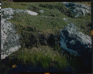 Image: Typical tundra growth; cottongrass in pool; Black crowberry (Empetrum nigrum)