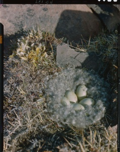 Image of Nest of eider duck on a tiny island, 80 degrees N 2 copies;