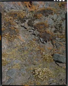 Image of Rock garden and lichen
