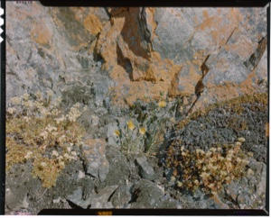 Image of rock garden with saxifrage and buttercups