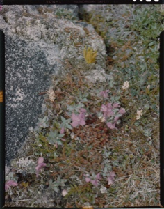 Image of Rock garden with fireweed, dwarfs, amid horsetail and moss