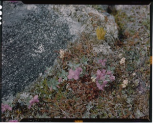 Image: Rock garden with fireweed, dwarfs, amid horsetail and moss